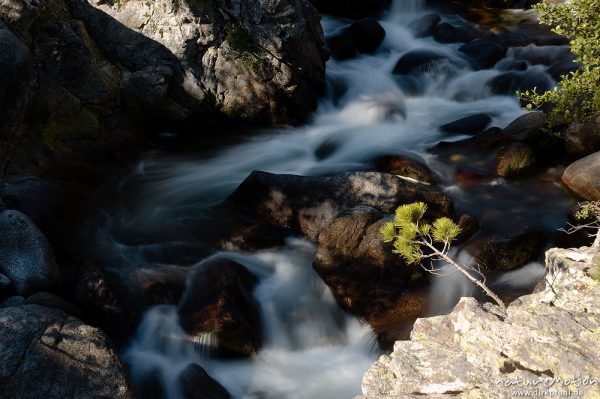 Bergbach mit fließendem Wasser, Felsen mit Kiefernschößling, Tavignano bei der Sega-Hütte, Korsika, Frankreich