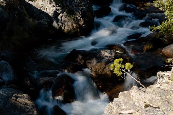 Bergbach mit fließendem Wasser, Felsen mit Kiefernschößling, Tavignano bei der Sega-Hütte, Korsika, Frankreich