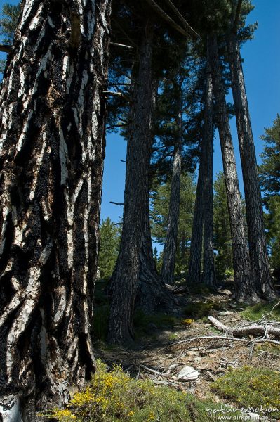 Schwarz-Kiefer, Laricio-Kiefer, Pinus nigra, Pinaceae, Baumgruppe, Tavignano-Tal, Korsika, Frankreich