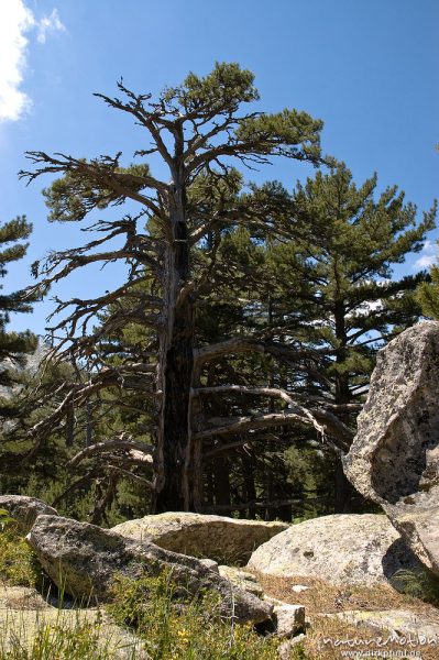 Schwarz-Kiefer, Laricio-Kiefer, Pinus nigra, Pinaceae, Baum mit Brandschäden, Felsen, altes Forsthaus, Plateau d'Alzo, Korsika, Frankreich