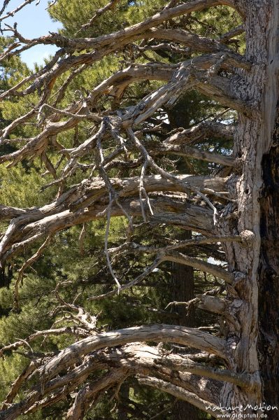 Schwarz-Kiefer, Laricio-Kiefer, Pinus nigra, Pinaceae, Baum mit Brandschäden, abgestorbene Zweige, altes Forsthaus, Plateau d'Alzo, Korsika, Frankreich