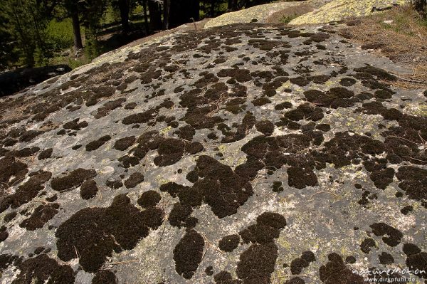 rund geschliffener Felsen mit Moodbewuchs, altes Forsthaus, Plateau d'Alzo, Korsika, Frankreich