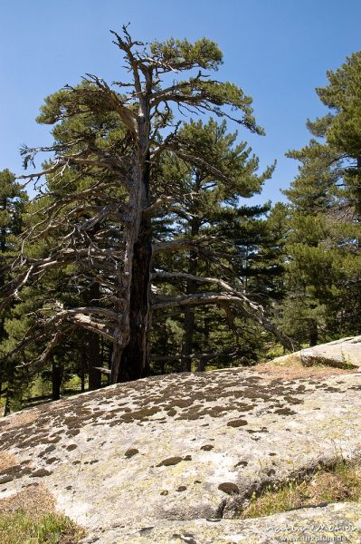 Schwarz-Kiefer, Laricio-Kiefer, Pinus nigra, Pinaceae, Baum mit Brandschäden, Felsen, altes Forsthaus, Plateau d'Alzo, Korsika, Frankreich