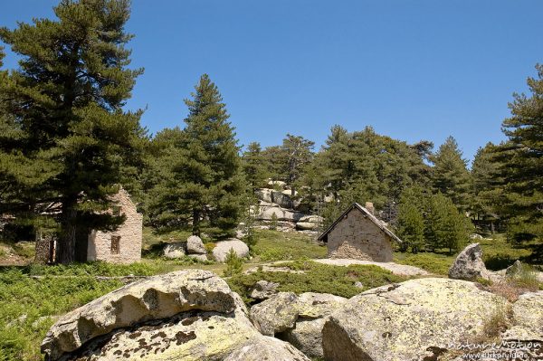 Ruinen des alten Forsthauses, Plateau d'Alzo, Korsika, Frankreich