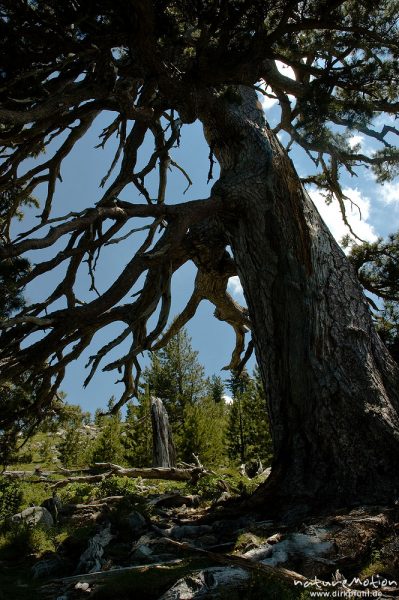 Schwarz-Kiefer, Laricio-Kiefer, Pinus nigra, Pinaceae, sehr alter, einzeln stehender Baum am Rand des Plateau d'Alzo, Korsika, Frankreich