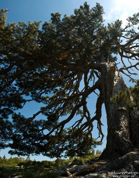 Schwarz-Kiefer, Laricio-Kiefer, Pinus nigra, Pinaceae, sehr alter, einzeln stehender Baum am Rand des Plateau d'Alzo, Korsika, Frankreich
