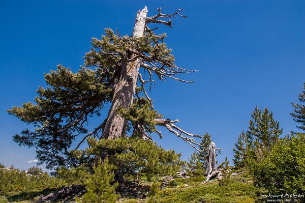 Schwarz-Kiefer, Laricio-Kiefer, Pinus nigra, Pinaceae, sehr alter, einzeln stehender Baum am Rand de, Korsika, Frankreich
