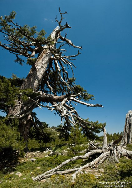 Schwarz-Kiefer, Laricio-Kiefer, Pinus nigra, Pinaceae, sehr alter, einzeln stehender Baum am Rand de, Korsika, Frankreich