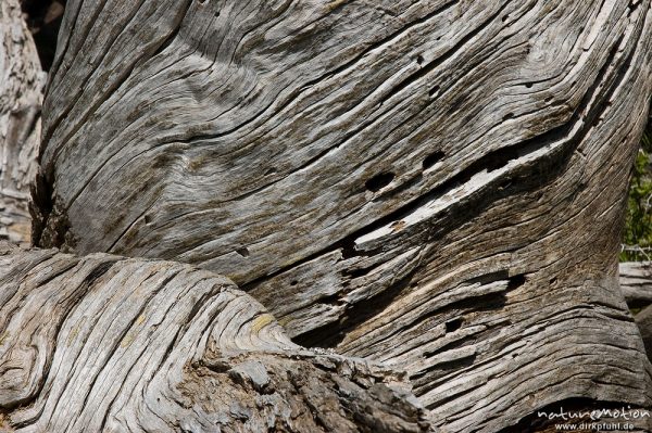 Totholz, Schwarz-Kiefer, Laricio-Kiefer, Pinus nigra, Pinaceae, sehr alter, einzeln stehender Baum am Rand des Plateau d'Alzo, Korsika, Frankreich