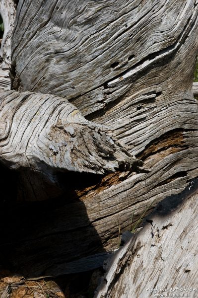 Totholz, Schwarz-Kiefer, Laricio-Kiefer, Pinus nigra, Pinaceae, sehr alter, einzeln stehender Baum a, Korsika, Frankreich