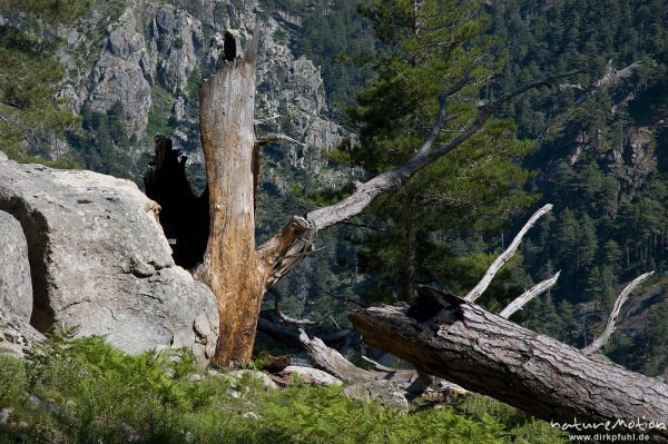 Baumstumpf an Felsen, umgestürzte Kiefer, Restonica-Tal, Korsika, Frankreich