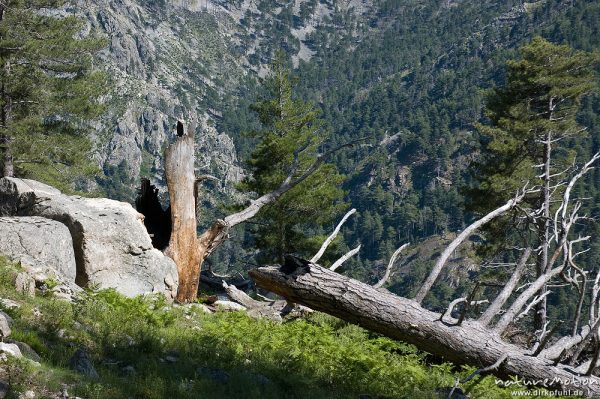 Baumstumpf an Felsen, umgestürzte Kiefer, Restonica-Tal, Korsika, Frankreich