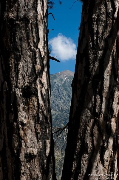 Kiefernstämme mit Durchblick auf Berggipfel, Restonica-Tal, Korsika, Frankreich