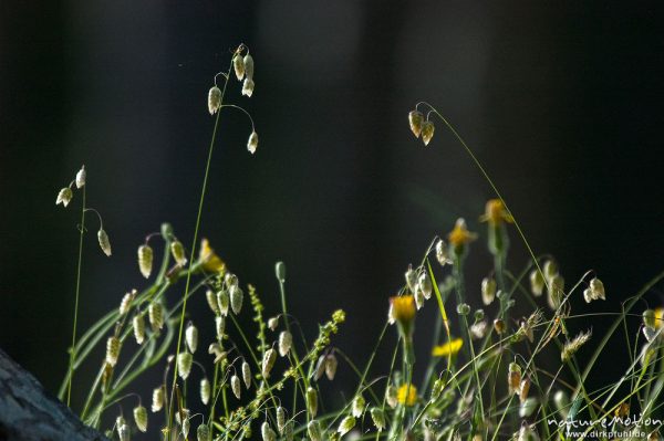 Großes Zittergras, Briza maxima, Poaceae, Kiefernwald, Restonica-Tal, Korsika, Frankreich