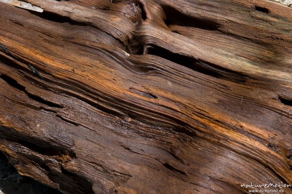 Treibholz, vom Wasser rundgeschliffenes Holzstück, Tavignano-Tal, Korsika, Frankreich