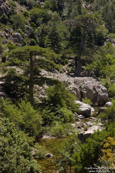 Bergbach mit Kiefern, Scala di Santa Regina, Korsika, Frankreich