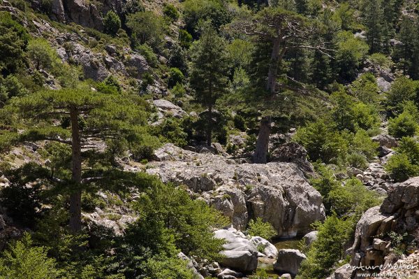 Bergbach mit Kiefern, Scala di Santa Regina, Korsika, Frankreich