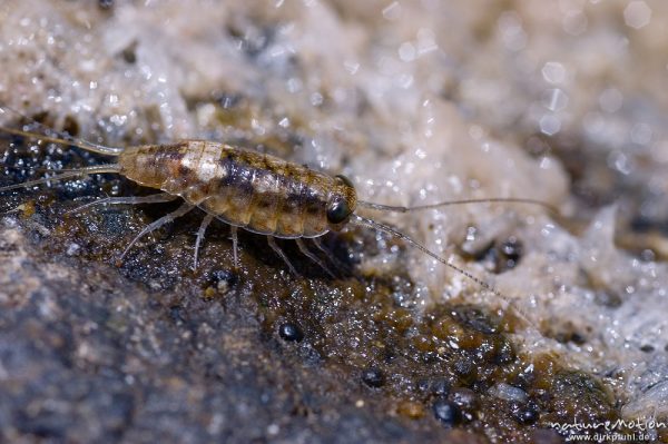 Meerassel, Idotea spec., Idoteidae, auf Felsen, Gezeitenbecken, Bodri, Korsika, Frankreich