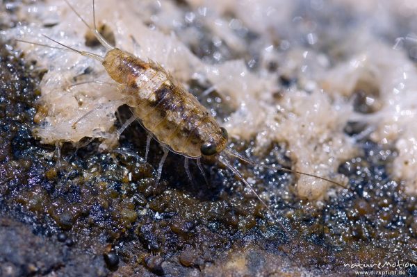 Meerassel, Idotea spec., Idoteidae, auf Felsen, Gezeitenbecken, Bodri, Korsika, Frankreich