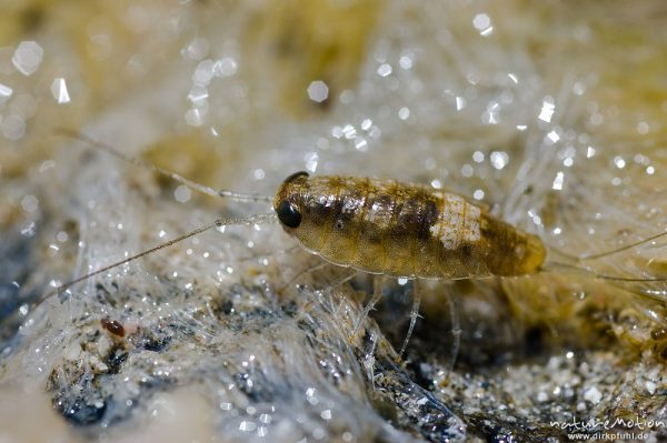 Meerassel, Idotea spec., Idoteidae, auf Felsen, Gezeitenbecken, Bodri, Korsika, Frankreich