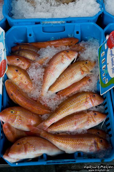 Fischstand, Markthalle mit Verkaufsständen, Ille Rousse, Korsika, Frankreich