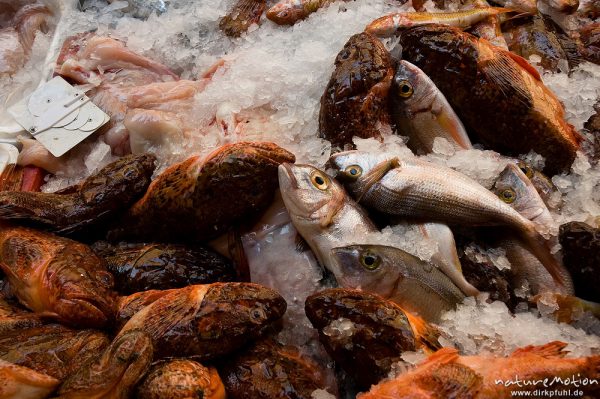 Fische in Eis, Fischstand, Markthalle mit Verkaufsständen, Ille Rousse, Korsika, Frankreich