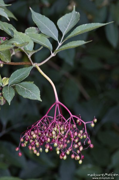 Schwarzer Holunder, Sambucus nigra, Geißblattgewächse (Caprifoliaceae), Fruchtstand und Blätter, Göttingen, Deutschland