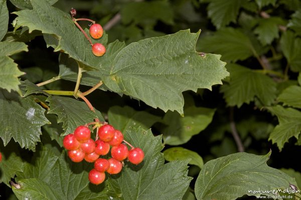 Gewöhnlicher Schneeball, Viburnum opulus, Caprifoliaceae, Fruchtstände und Blätter, Göttingen, Deutschland