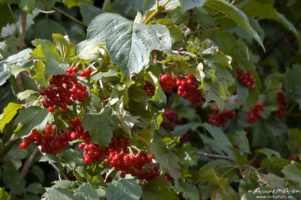 Gewöhnlicher Schneeball, Viburnum opulus, Caprifoliaceae, Fruchtstände und Blätter, Göttingen, Deutschland