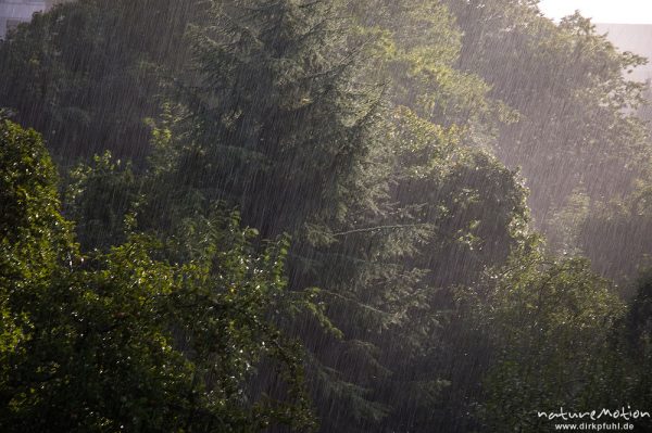 Sommerregen vor Bäumen, Am Weißen Steine 24, Göttingen, Deutschland