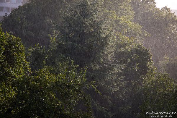 Sommerregen vor Bäumen, Am Weißen Steine 24, Göttingen, Deutschland