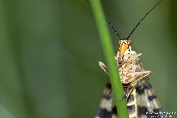 Gemeine Skorpionsfliege, Panorpa communis, Panorpidae, Weibchen, an Binsenstängel, Tripkenpfuhl, Herberhäuser Stieg, Kombination aus zwei Bildern mit unterschiedlicher Schärfeebene, Göttingen, Deutschland