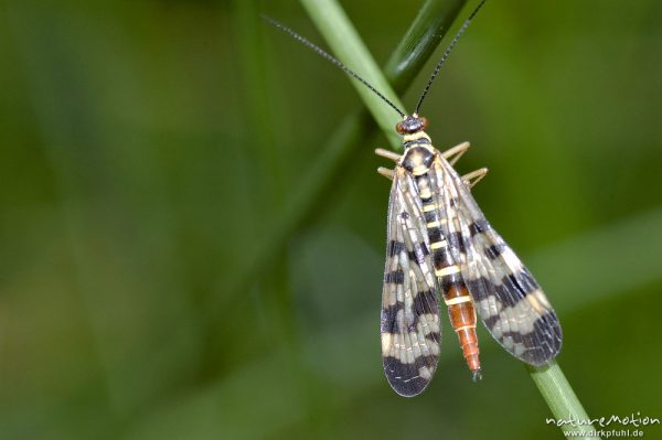 Gemeine Skorpionsfliege, Panorpa communis, Panorpidae, Weibchen, an Binsenstängel, Tripkenpfuhl, Herberhäuser Stieg, Göttingen, Deutschland