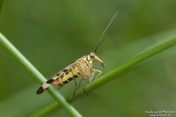 Gemeine Skorpionsfliege, Panorpa communis, Panorpidae, Weibchen, an Binsenstängel, Tripkenpfuhl, Herberhäuser Stieg, Göttingen, Deutschland