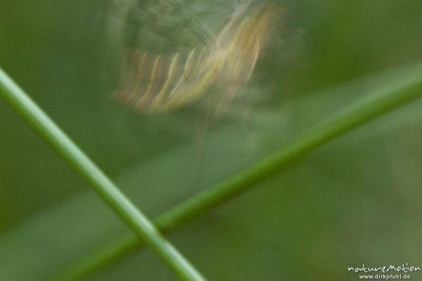 Gemeine Skorpionsfliege, Panorpa communis, Panorpidae, Weibchen, fliegt gerade auf, Tripkenpfuhl, Herberhäuser Stieg, Göttingen, Deutschland