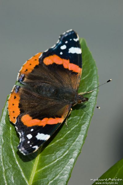 Admiral, Vanessa atalanta, Nymphalidae, auf Fliederblatt, Am Weißen Steine 24, Göttingen, Deutschland