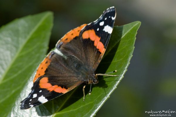 Admiral, Vanessa atalanta, Nymphalidae, auf Fliederblatt, Am Weißen Steine 24, Göttingen, Deutschland