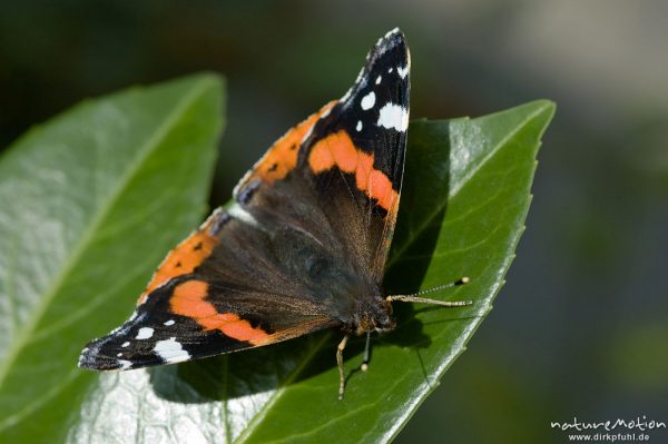 Admiral, Vanessa atalanta, Nymphalidae, auf Fliederblatt, Am Weißen Steine 24, Göttingen, Deutschland