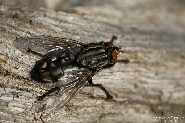 Graue Fleischfliege, Sarcophaga carnaria, Fleischfliegen (Sarcophagidae), beim Sonne auf totem Baumstamm, Kerstlingeröder Feld, Göttingen, Deutschland