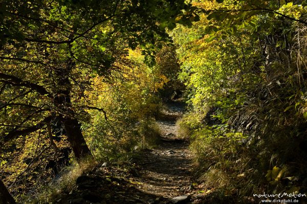 Weg, umrahmt von Gebüsch mit Herbstfarben, Aufsteig zur Rosstrappe, Bodetal, Deutschland