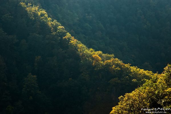 Berghang mit Herbstfärbung, Streiflicht, Bodetal, Deutschland