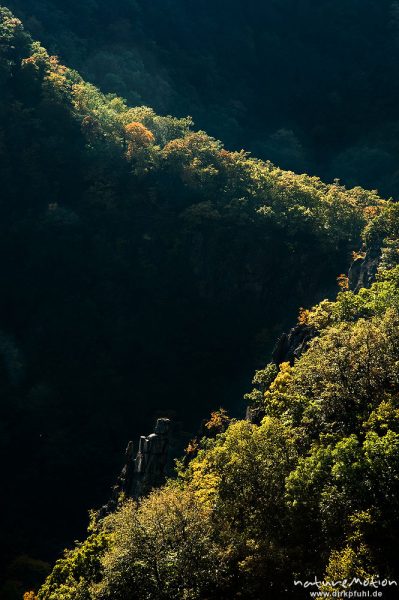 Berghang mit Herbstfärbung, Streiflicht, Bodetal, Deutschland