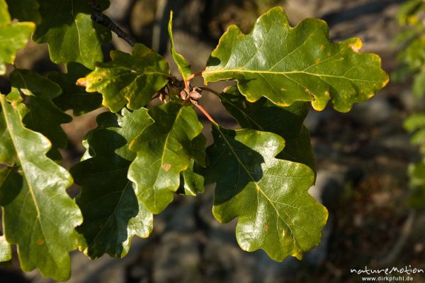 Traubeneiche, Quercus petraea, Fagaceae, Blätter, Bodetal, Deutschland