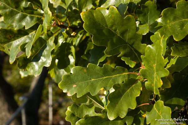 Traubeneiche, Quercus petraea, Fagaceae, Blätter, Bodetal, Deutschland