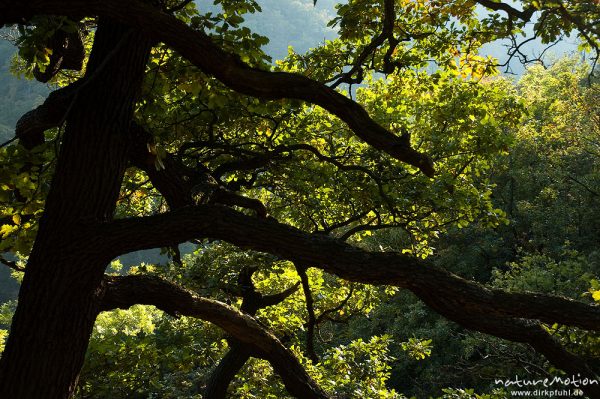 Traubeneiche, Quercus petraea, Fagaceae, Silhouette im Gegenlicht, Bodetal, Deutschland