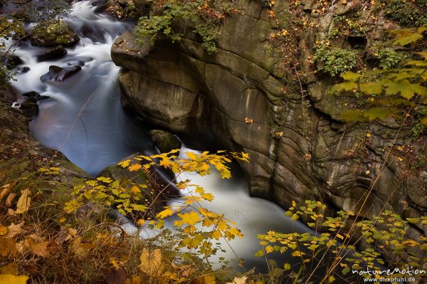 rauschender Bergbach und gelb gefärbte Ahornzweige, Bodetal, Deutschland