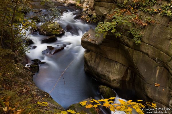 rauschender Bergbach und gelb gefärbte Ahornzweige, Bodetal, Deutschland