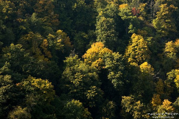 Herbstwald, Bodetal, Deutschland