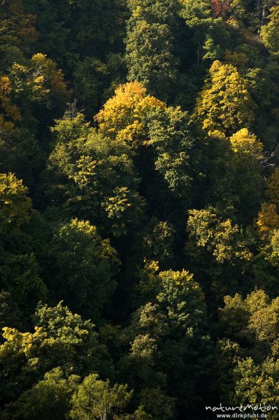 Herbstwald, Bodetal, Deutschland