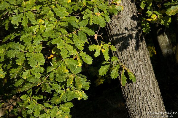 Traubeneiche, Quercus petraea, Fagaceae, Stamm und Blätter, Bodetal, Deutschland